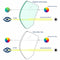 Cyanea - Masque de plongée - Adultes - Transparent/Bleu